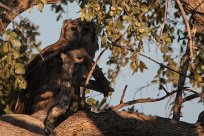 Verreaux's eagle-owl (Grand-duc de Verreaux) Etosha