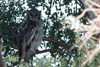 Verreaux's eagle-owl (Grand-duc de Verreaux) Etosha