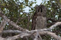 Verreaux's eagle-owl (Grand-duc de Verreaux) Verreaux's eagle-owl / Grand-duc de Verreaux