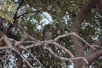 Verreaux's eagle-owl (Grand-duc de Verreaux) Verreaux's eagle-owl / Grand-duc de Verreaux