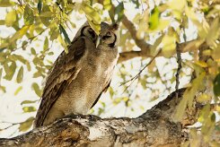 Verreaux's Eagle-Owl ( Grand-duc de Verreaux)_7D2_1603 null