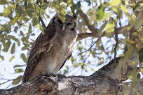 Verreaux's Eagle-Owl ( Grand-duc de Verreaux) Savuti_Marsh