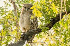 Verreaux's Eagle-Owl (Grand-duc de Verreaux)_7D2_2152 null