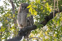 Verreaux's Eagle-Owl (Grand-duc de Verreaux) Chief Island