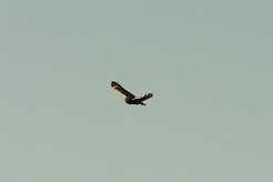 hibou_du_cap_01-2 null