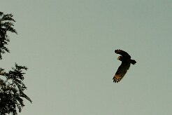 hibou_du_cap_02-2 null