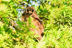 hibou_du_cap_03-2 null
