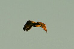 hibou_du_cap_04-2 null