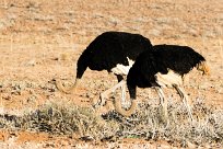 Autruche Sossusvlei (Namibie)