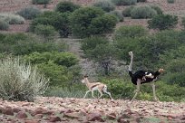 Autruche, Springbok Grootberg