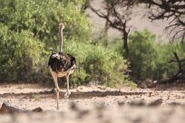 Ostrich (Autruche) Huab river