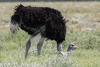 Ostrich (Autruche) Etosha