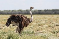 Ostrich (Autruche) Etosha