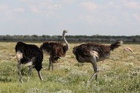 Ostrich (Autruche) Etosha