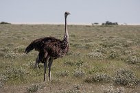 Ostrich (Autruche) Etosha