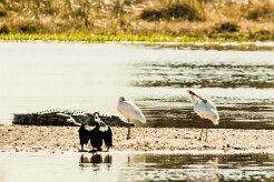 Crocodile - African Spoonbill - African Darter_x737A4544-2 null