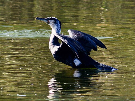 Phalacrocoracidés (cormorans)