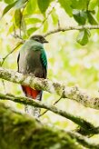 Quetzal guatelmalteco (Quetzal resplendissant)_231124_4362-2 null