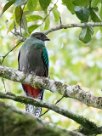 Quetzal guatelmalteco (Quetzal resplendissant) Selva Negra - Nicaragua