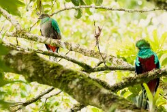 Quetzal guatelmalteco (Quetzal resplendissant)_231124_4376-2 null