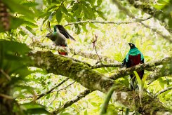 Quetzal guatelmalteco (Quetzal resplendissant)_231124_4379-2 null