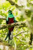Quetzal guatelmalteco (Quetzal resplendissant)_231124_4391-2 null