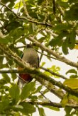 Quetzal guatelmalteco (Quetzal resplendissant)_231124_4394-2 null