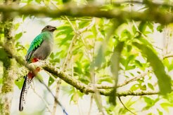 Quetzal guatelmalteco (Quetzal resplendissant)_231125_4476-2 null