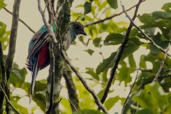 Quetzal guatelmalteco (Quetzal resplendissant)_231125_4506-2 null