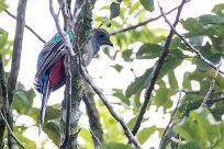 Quetzal guatelmalteco (Quetzal resplendissant) Selva Negra - Nicaragua