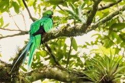 Quetzal guatelmalteco (Quetzal resplendissant)_231125_4529-2 null