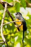 Trogon cabecinegro (Trogon à tête noire)_231114_3252-2 null