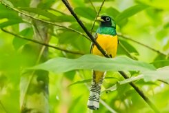 Trogón amarillo (Trogon aurore)_231209_6434-2 null