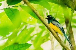 Trogón amarillo (Trogon aurore)_231209_6435-2 null