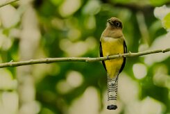 Trogón amarillo (Trogon aurore)_231214_5828-2 null
