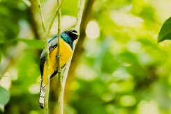 Trogón amarillo (Trogon aurore)_231214_5832-2 null