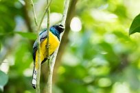 Trogón amarillo (Trogon aurore) Tarcoles - Costa Rica