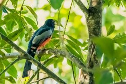Trogón de Baird (Trogon de Baird)_231209_6437-2 null