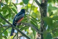 Trogón de Baird (Trogon de Baird) Golfo Dulce - Costa Rica