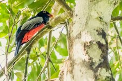 Trogón grande (Trogon de Masséna)_231209_6441-2 null