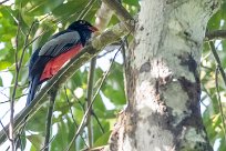 Trogón grande (Trogon de Masséna) Golfo Dulce - Costa Rica