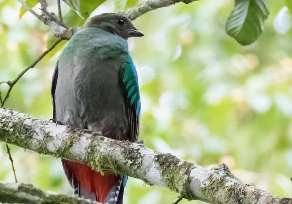 Quetzal resplendissant