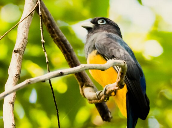 Trogon à tête noire