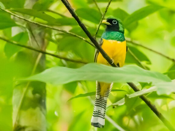 Trogon aurore