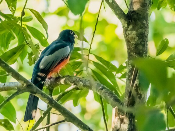 Trogon de Baird