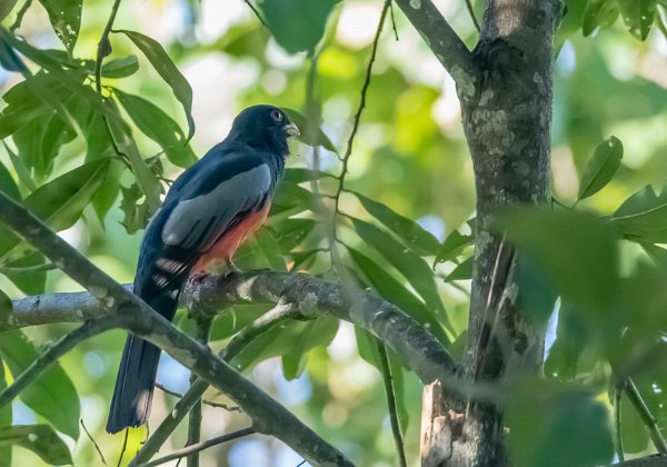 Trogon de Baird