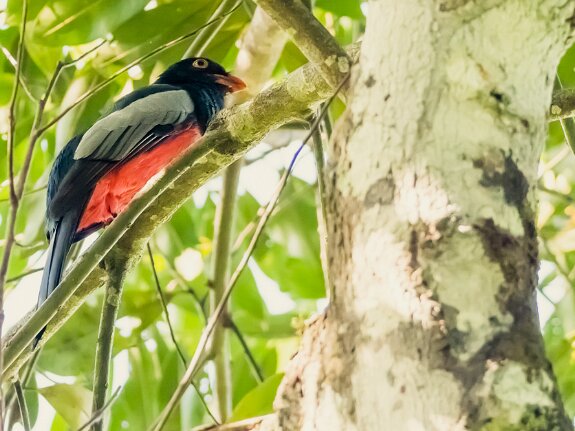 Trogon de Masséna