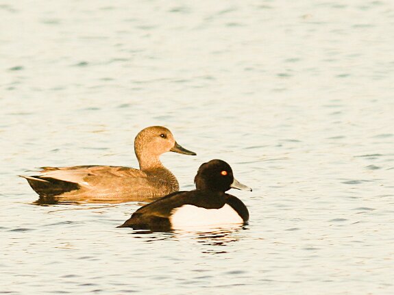 Ansériformes (canards et oies)