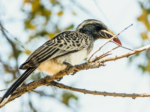 Bucérotiformes (calao, huppes)