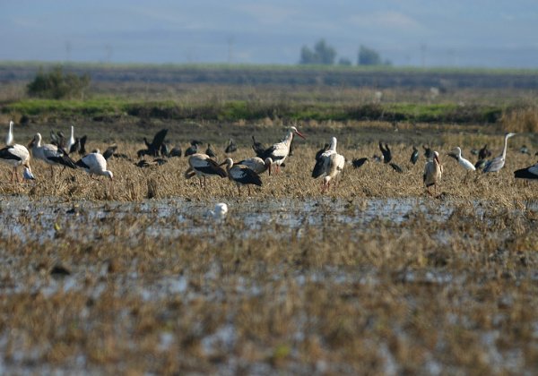 Ciconiiformes (becs ouverts, cigognes, jabirus, marabouts, tantales)